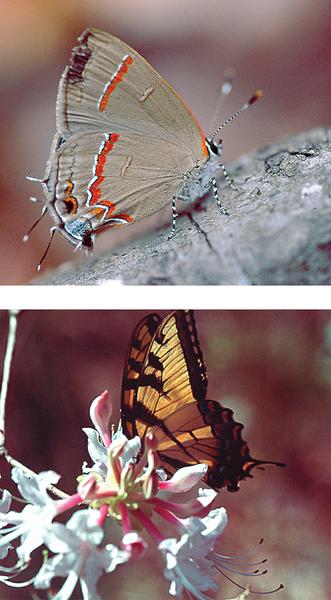 Fig 14. Red-banded Hairstreak (top) and Eastern Tiger Swallowtai